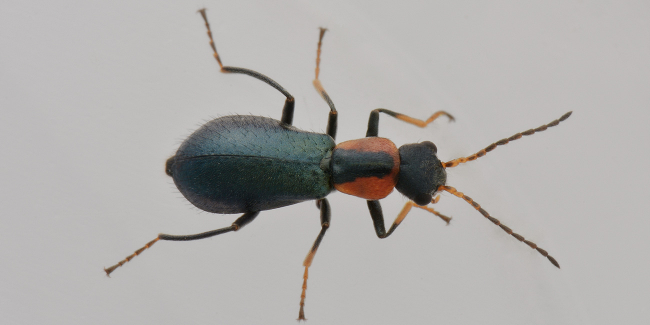 Malachiidae: Cyrtosus ovalis femmina?  S !